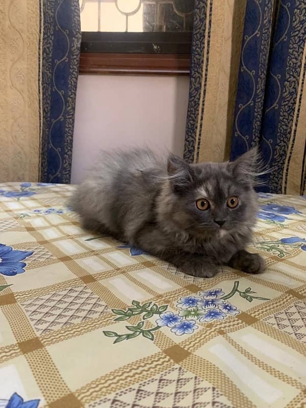 persian cat kitten 3