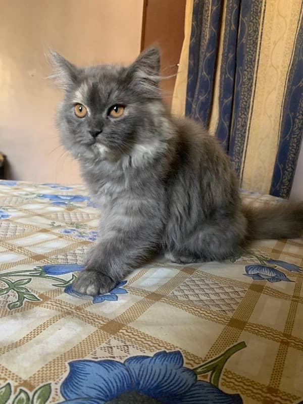 persian cat kitten 4