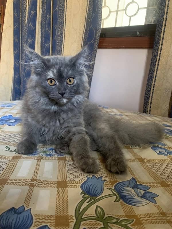 persian cat kitten 5