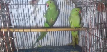 Ringneck parrat 2 madii (female) 16000