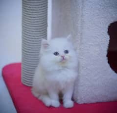 Persian cat