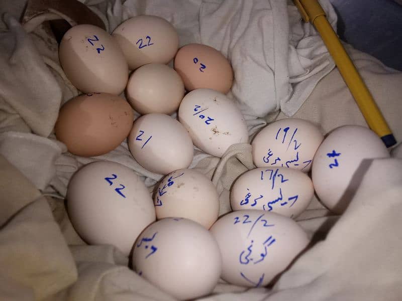 Desi eggs available 0