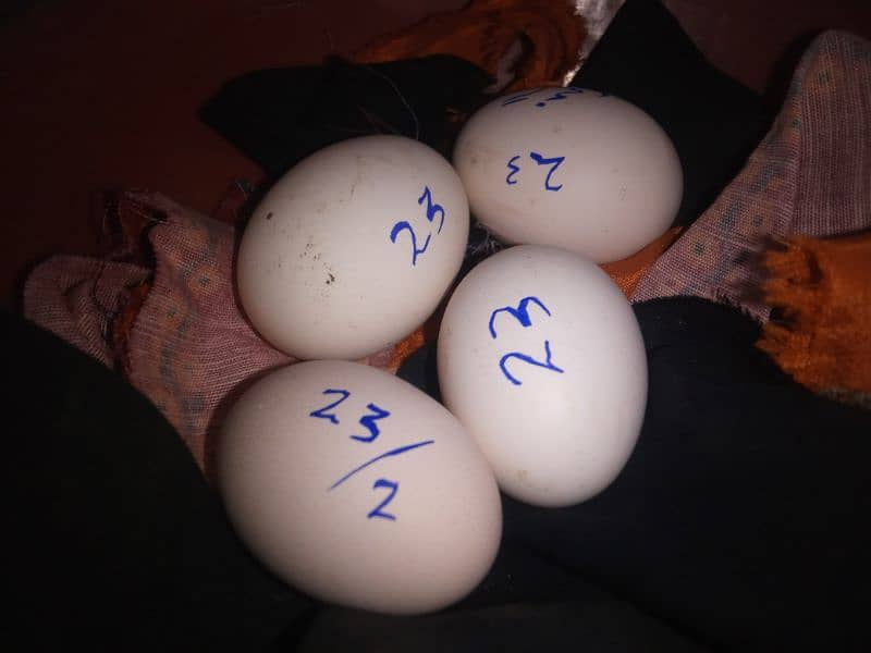 Desi eggs available 1