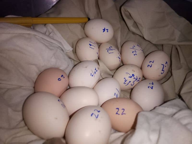 Desi eggs available 2