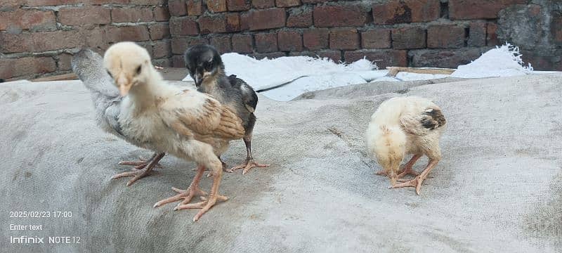 only chicks sale 5