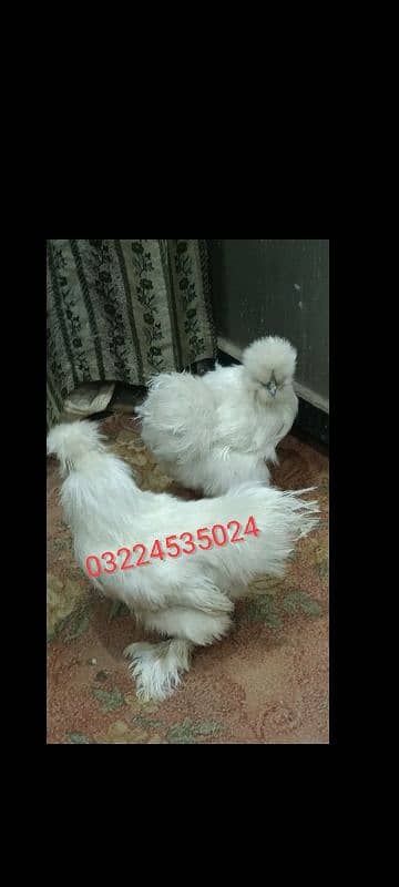 Silkie hens fertile Eggs 0