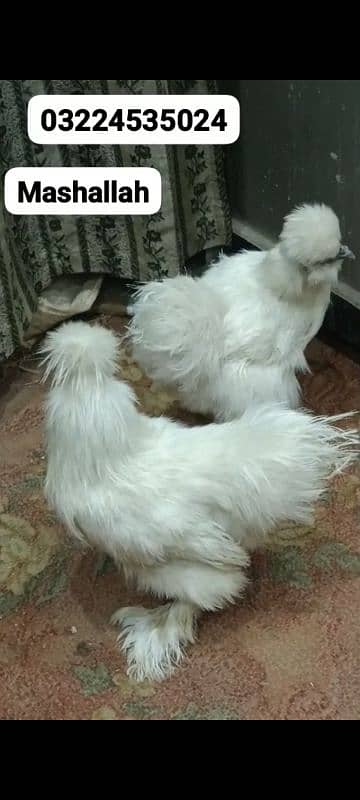 Silkie hens fertile Eggs 1