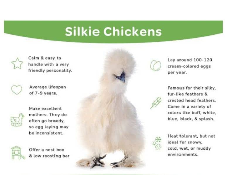 Silkie hens fertile Eggs 3