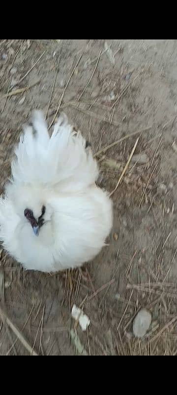 Silkie hens fertile Eggs 4