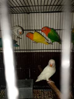 Lovebirds Breeder pair for sale