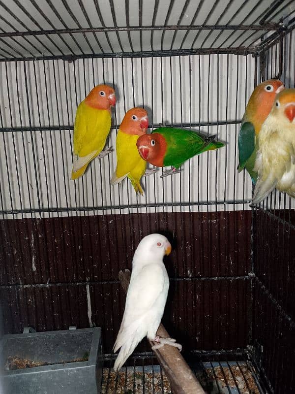 Lovebirds Breeder pair for sale 1