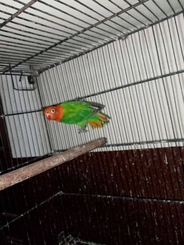 Lovebirds Breeder pair for sale 2