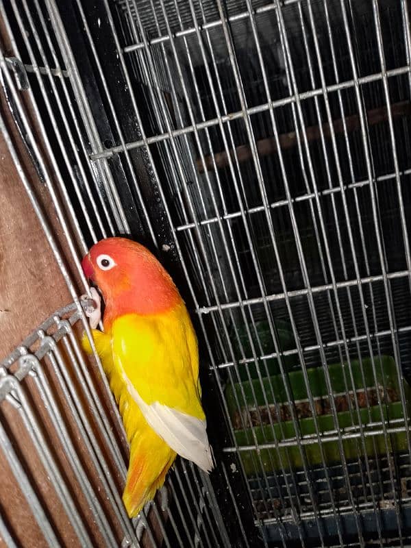 Lovebirds Breeder pair for sale 3