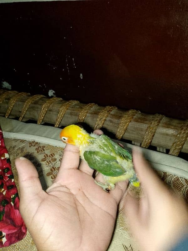 Lovebirds Breeder pair for sale 4