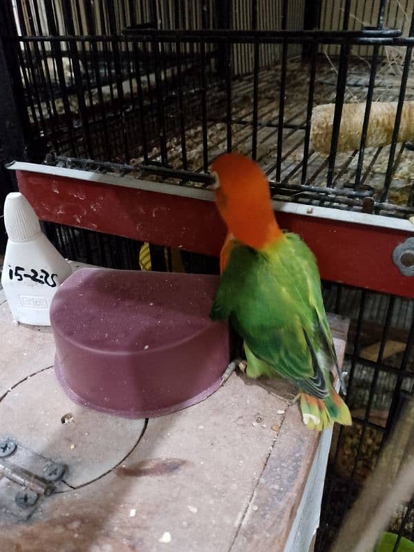 Lovebirds Breeder pair for sale 5