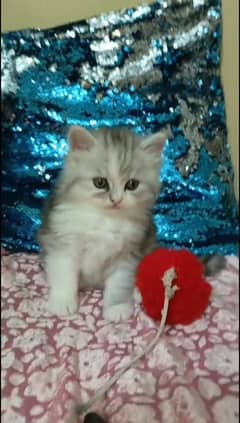 pairsian punch face healthy friendly and active kittin for sale