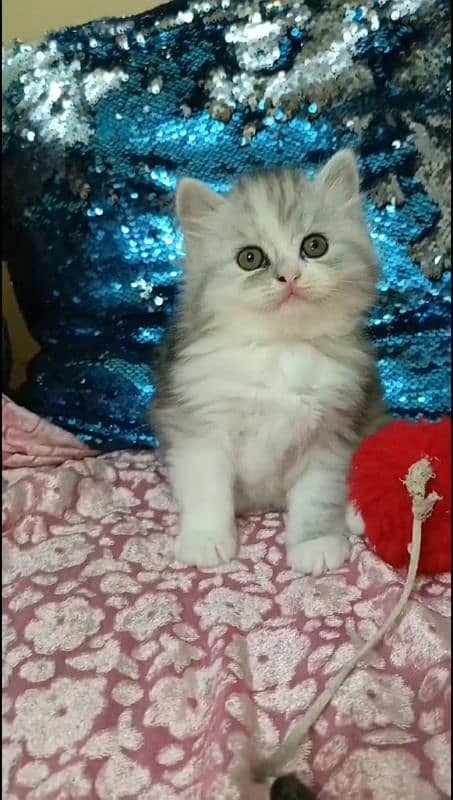 pairsian punch face healthy friendly and active kittin for sale 1