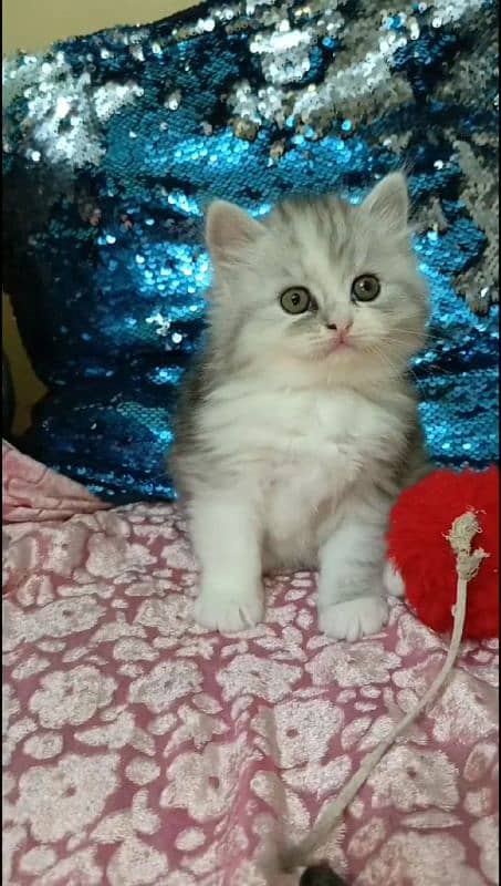 pairsian punch face healthy friendly and active kittin for sale 3