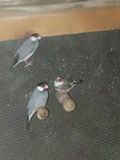 pair silver jawa 1zebrafinch