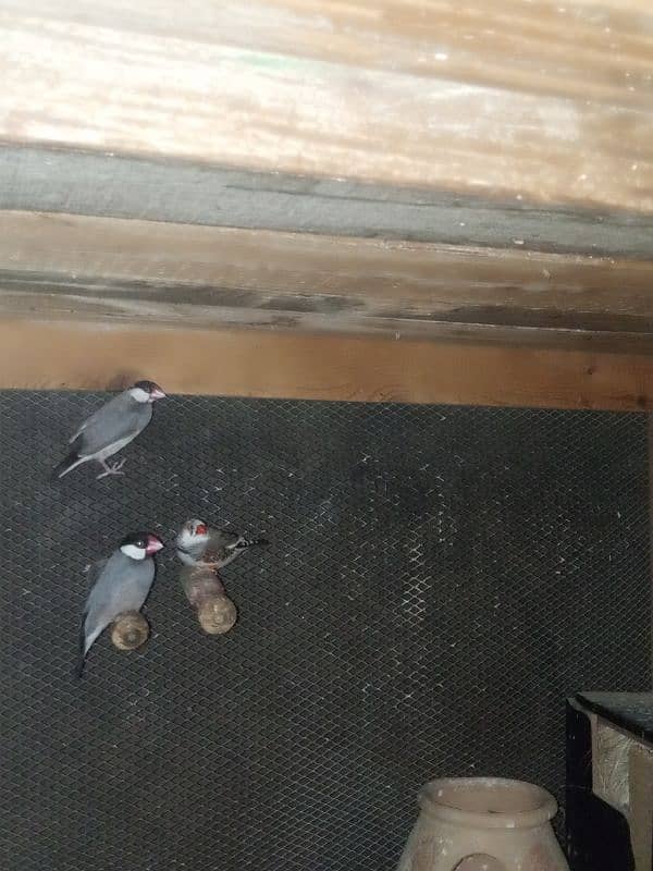 pair silver jawa 1zebrafinch 1