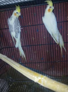 breader pair for sale bounding pair