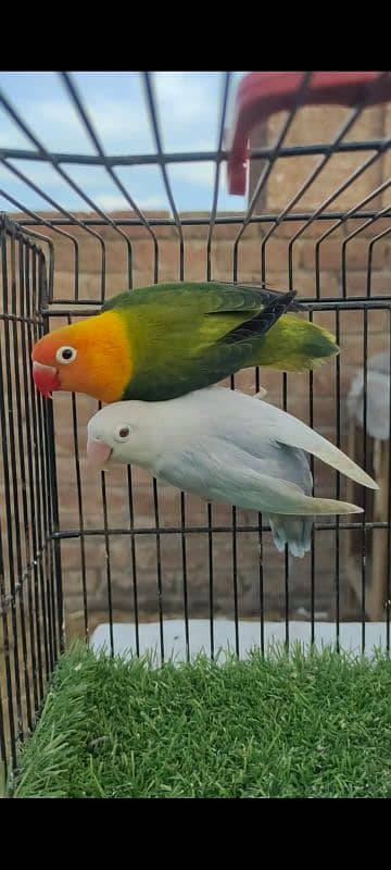 Love birds for sale 2