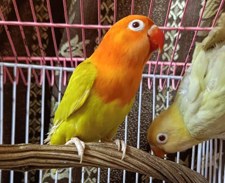 Love birds for sale 4