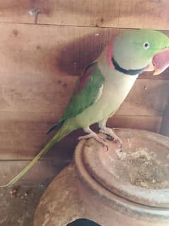 raw healthy active and friendly raw parrot for sale