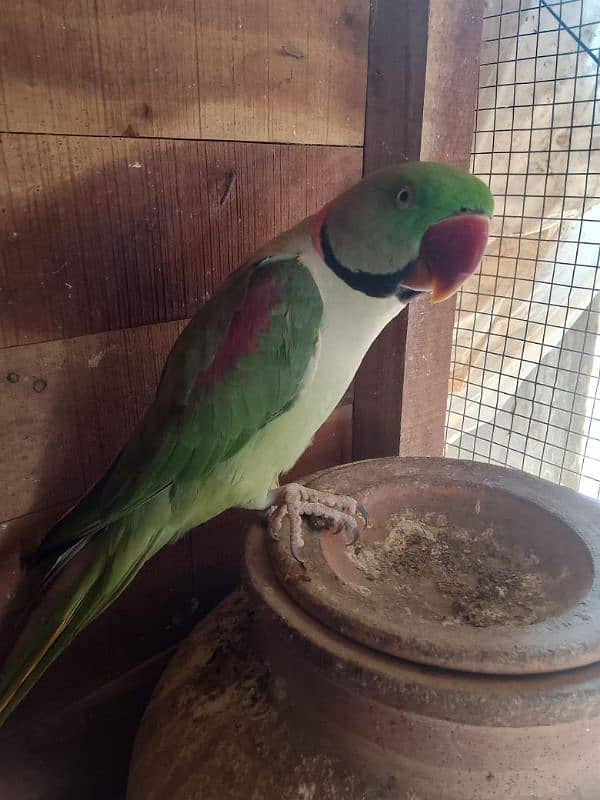 raw healthy active and friendly raw parrot for sale 1