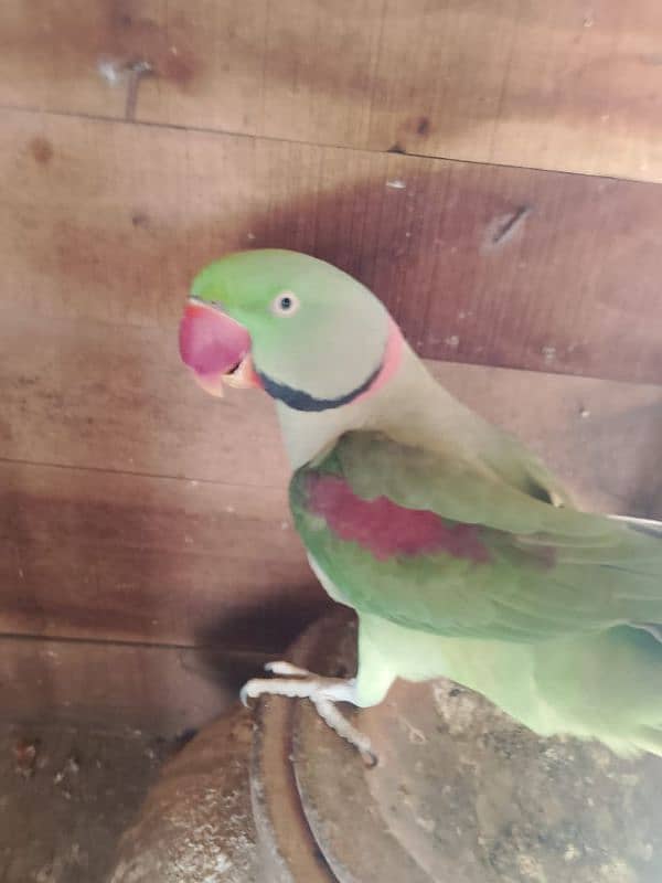 raw healthy active and friendly raw parrot for sale 2