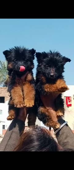 German Shepherd long coat pair for sale