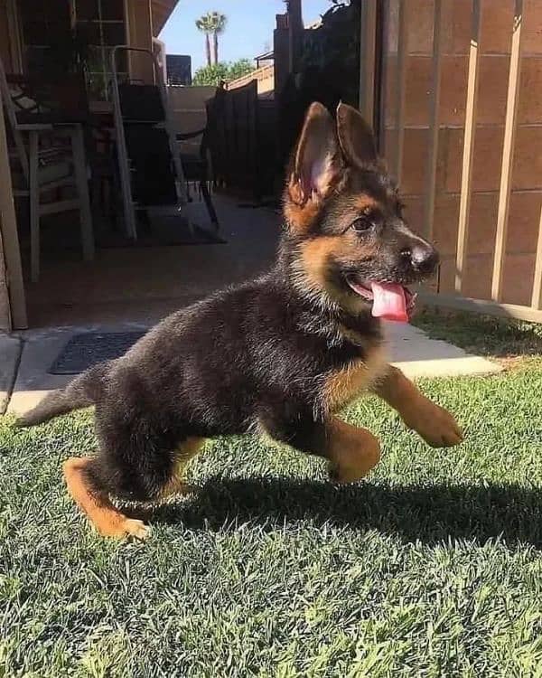 pure breed German Shepherd dog for sale Call My WhatsApp 0324,8790419 1