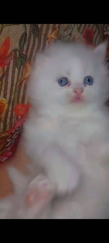 White persian blue eyes kitten 0