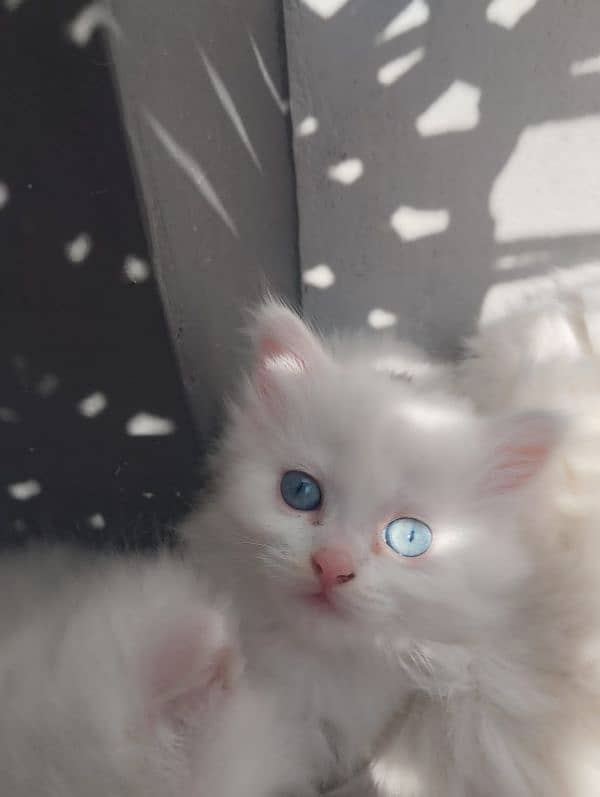 White persian blue eyes kitten 1