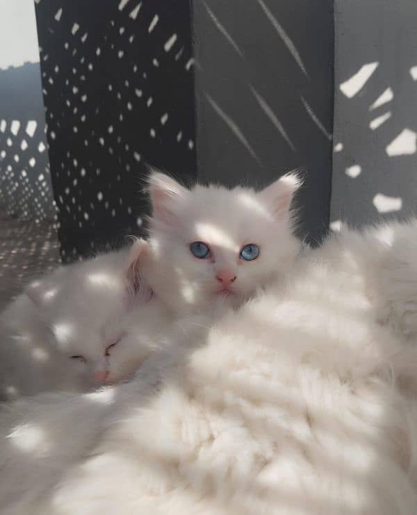 White persian blue eyes kitten 2