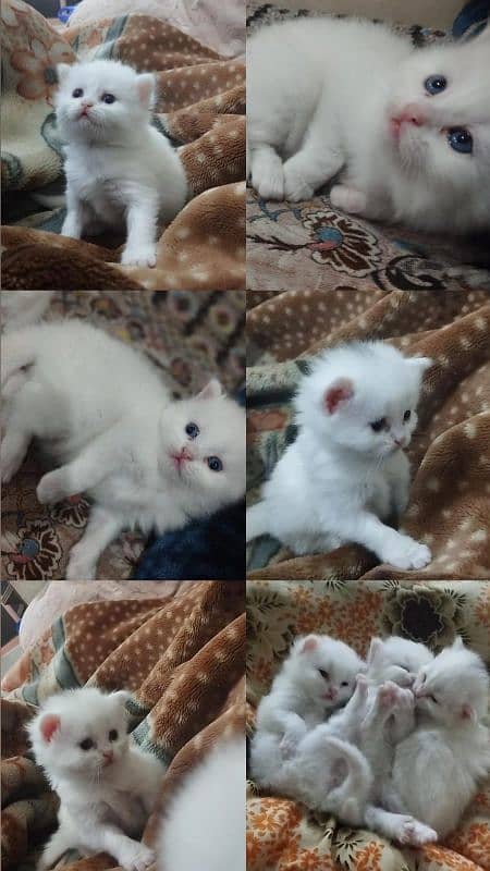 White persian blue eyes kitten 5