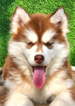 Husky