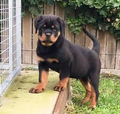 Rottweiler pedigree male puppy available