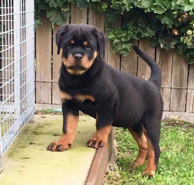 Rottweiler pedigree male puppy available 0