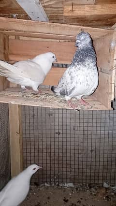 Pigeon kabli pair