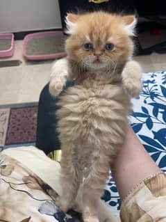 Triple coated kitten available for Sale