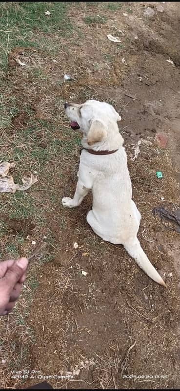 labrador dog (female) fully friendly (03227575498)contact number 3