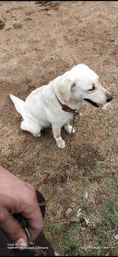 labrador dog (female) fully friendly (03227575498)contact number