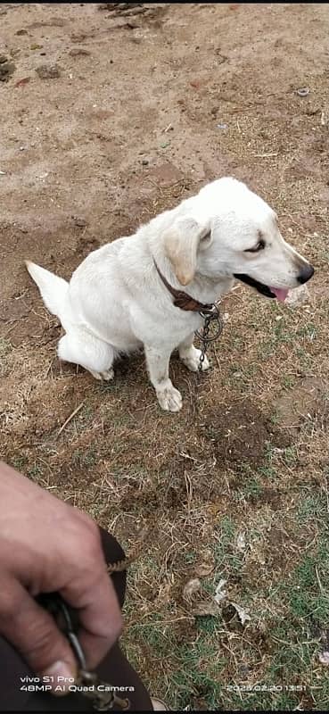 labrador dog (female) fully friendly (03227575498)contact number 0