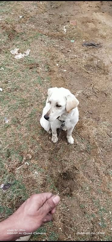 labrador dog (female) fully friendly (03227575498)contact number 5