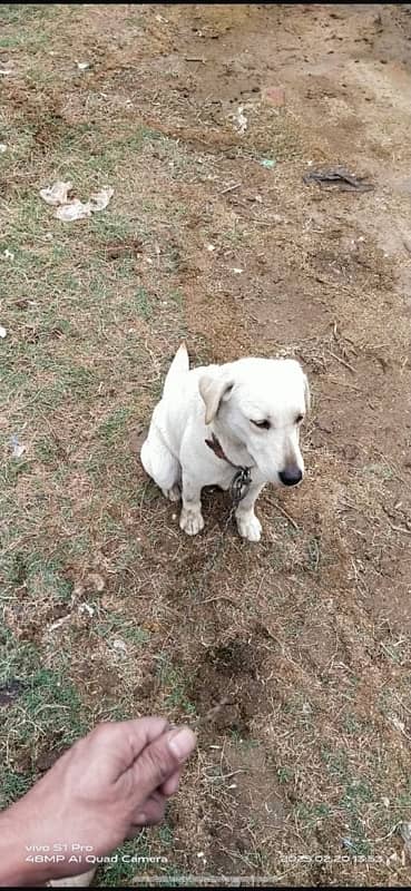 labrador dog (female) fully friendly (03227575498)contact number 6