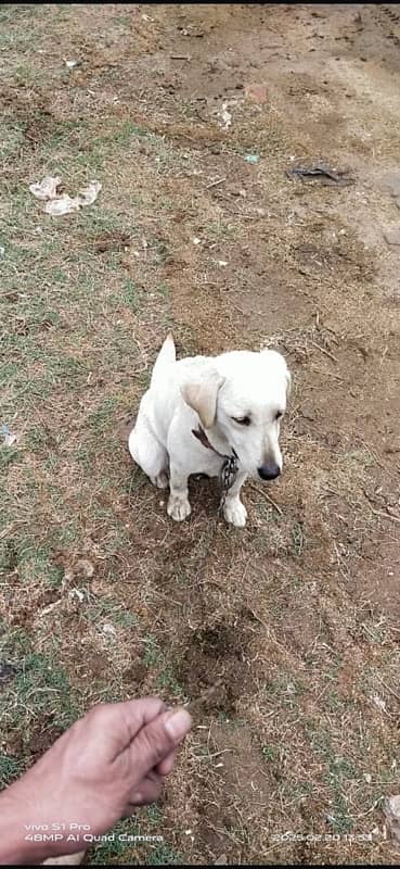 labrador dog (female) fully friendly (03227575498)contact number 7