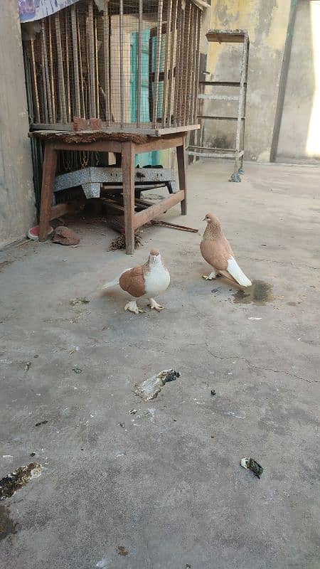 Multani sharaze for sale Kami peshi ho jayegi breeder pair 0