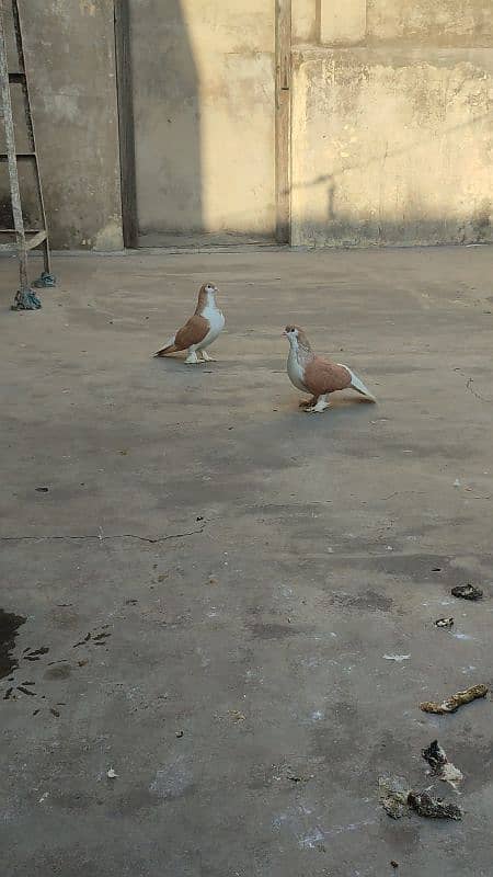 Multani sharaze for sale Kami peshi ho jayegi breeder pair 3