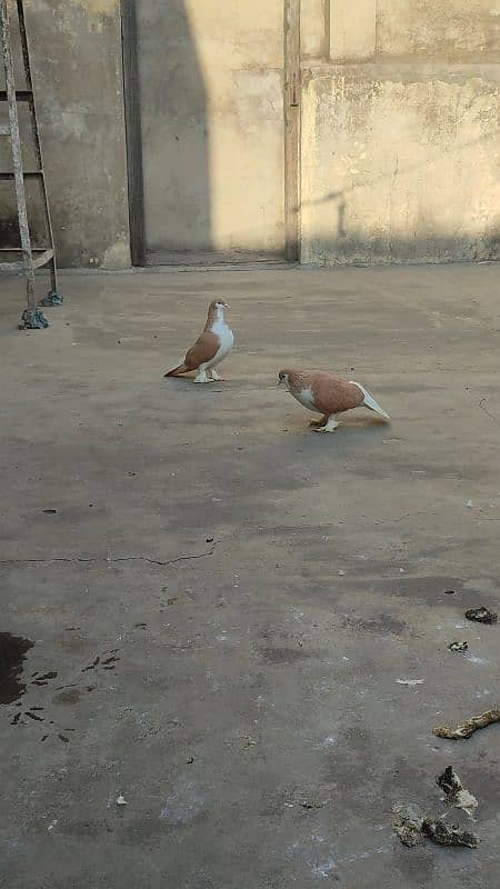 Multani sharaze for sale Kami peshi ho jayegi breeder pair 4